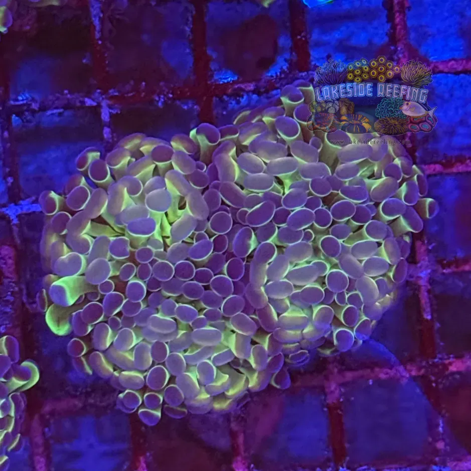 Ultra Hologram Hammer Coral R3E2
