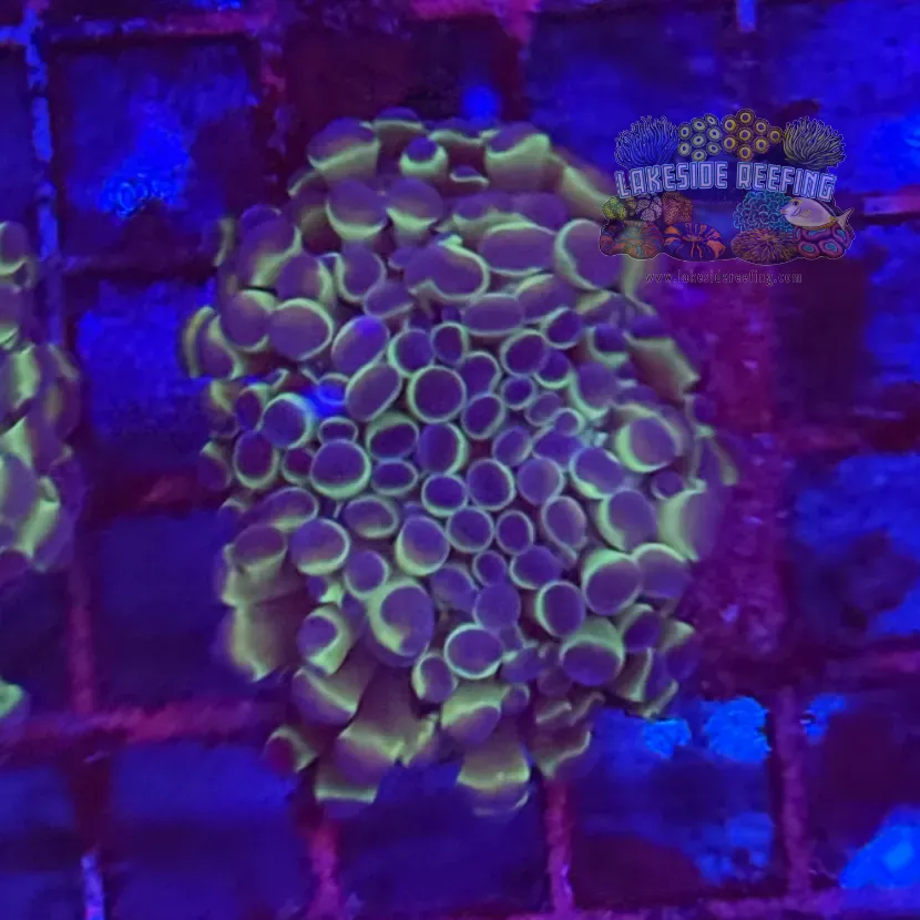 Ultra Hologram Hammer Coral R3E4