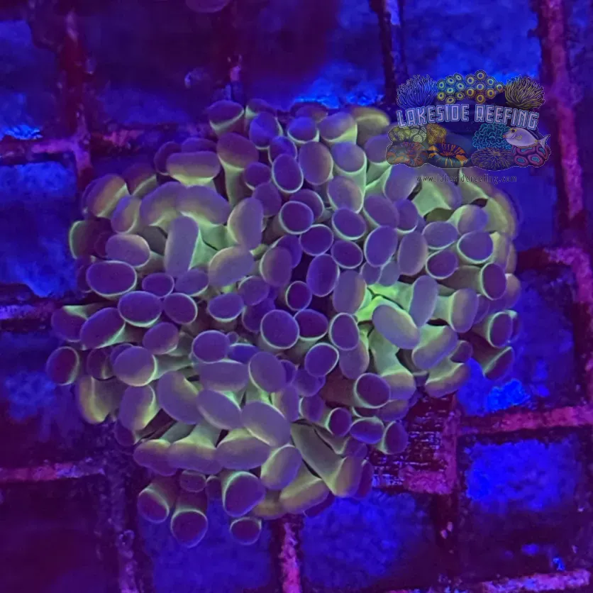 Ultra Hologram Hammer Coral R3E6