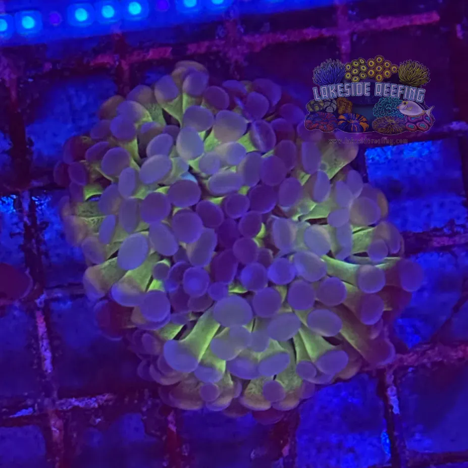 Ultra Hologram Hammer Coral R3E7