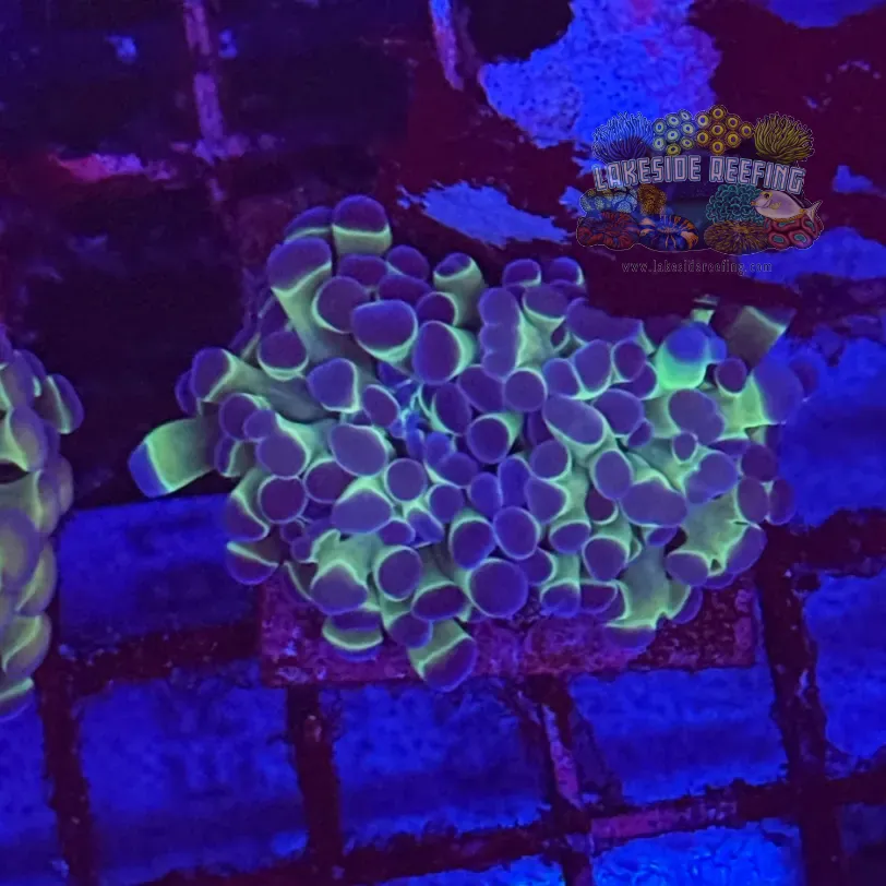 Ultra Hologram Hammer Coral R3E9
