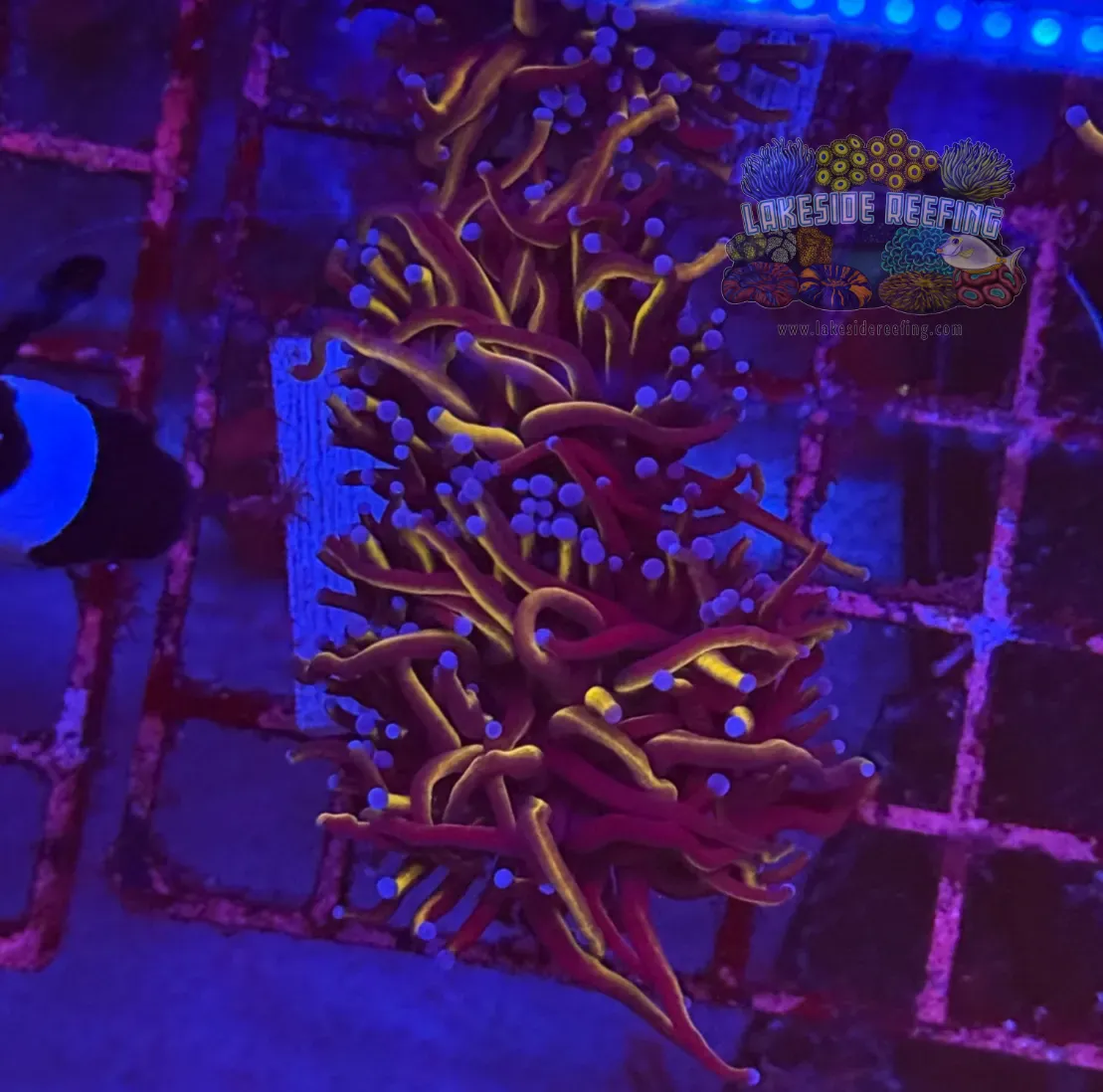 Ultra Gold Torch Coral R4A1