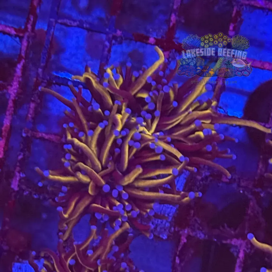 Ultra Gold Torch Coral R4A2