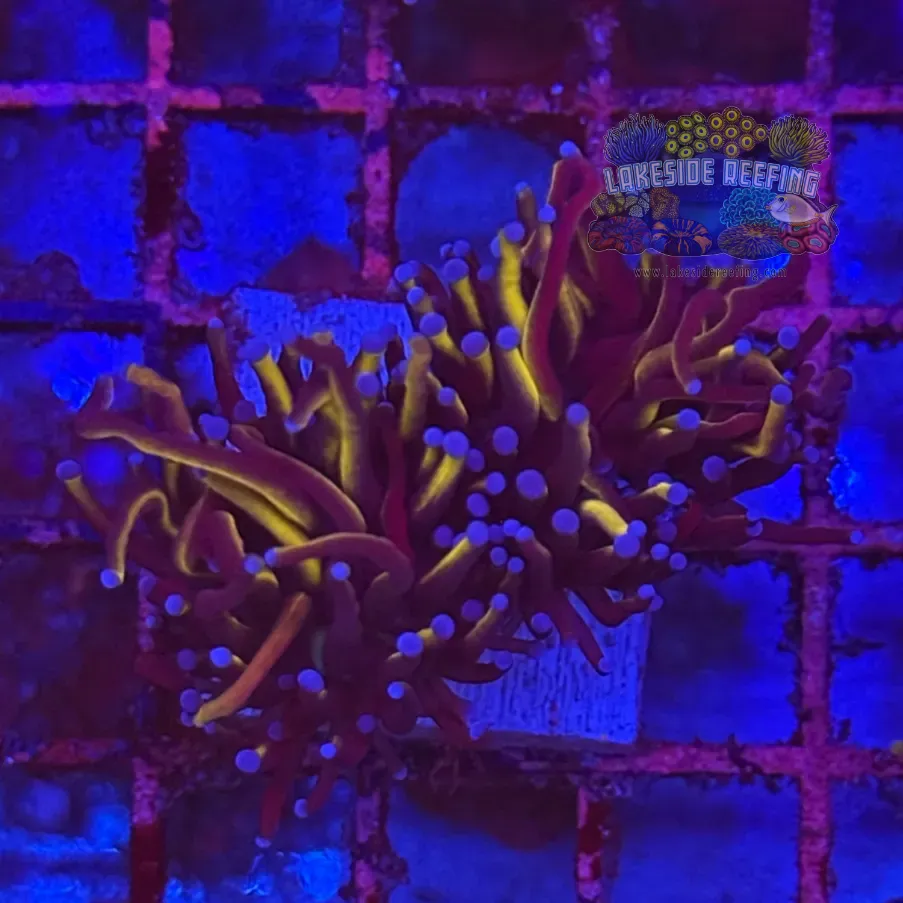 Ultra Gold Torch Coral R4A3