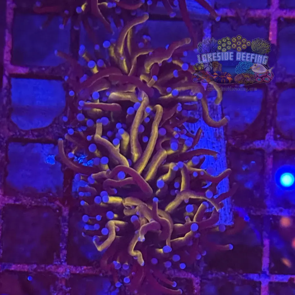 Ultra Gold Torch Coral R4A5