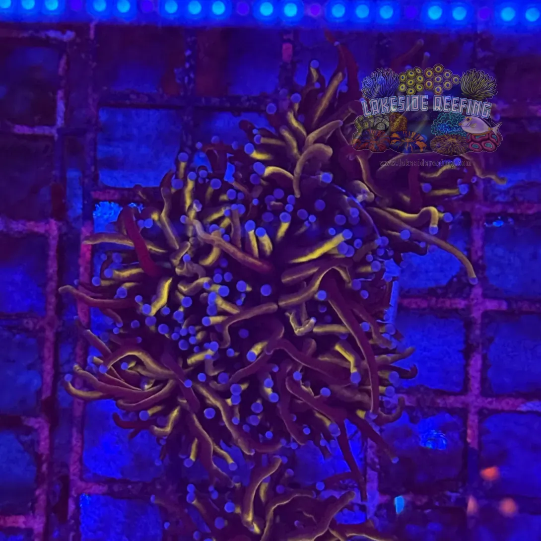 Ultra Gold Torch Coral R4A6