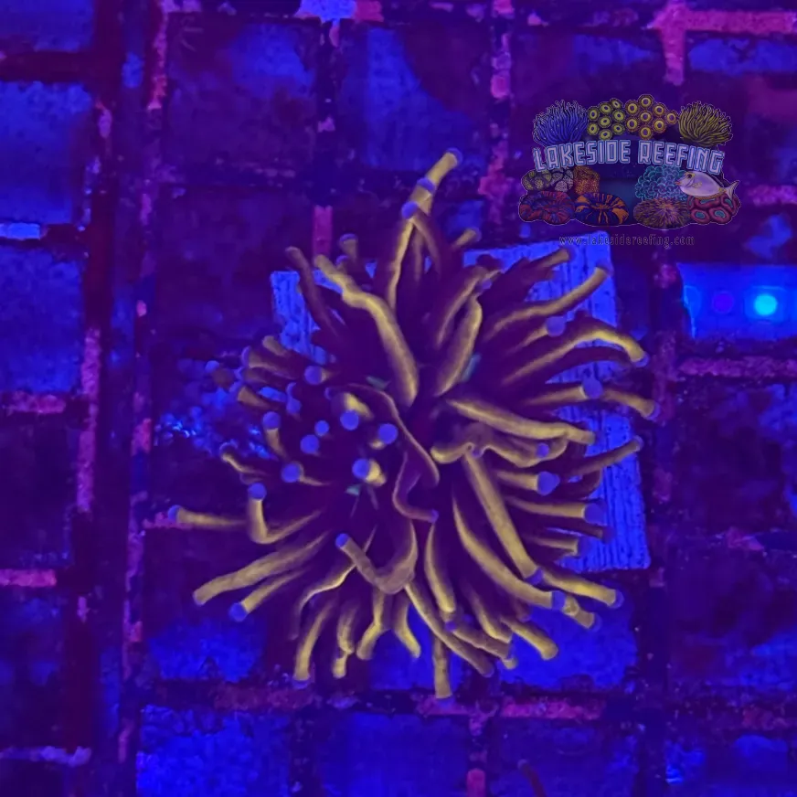 Ultra Gold Torch Coral R4A7