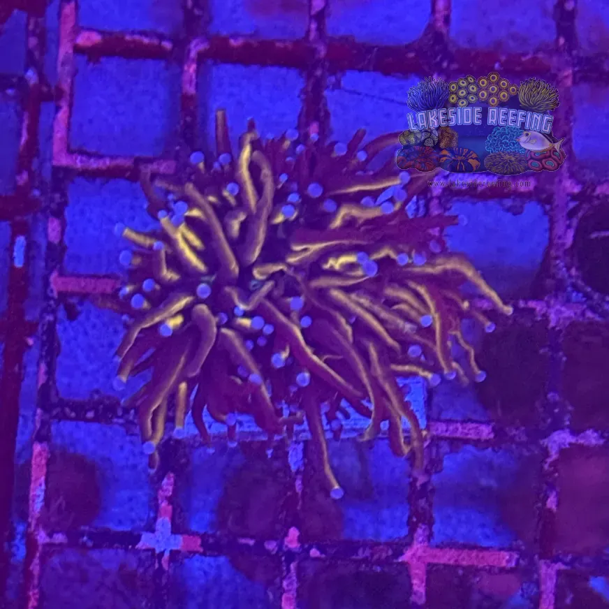 Ultra Gold Torch Coral R4A8