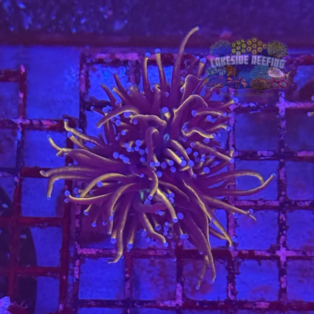 Ultra Gold Torch Coral R4A9