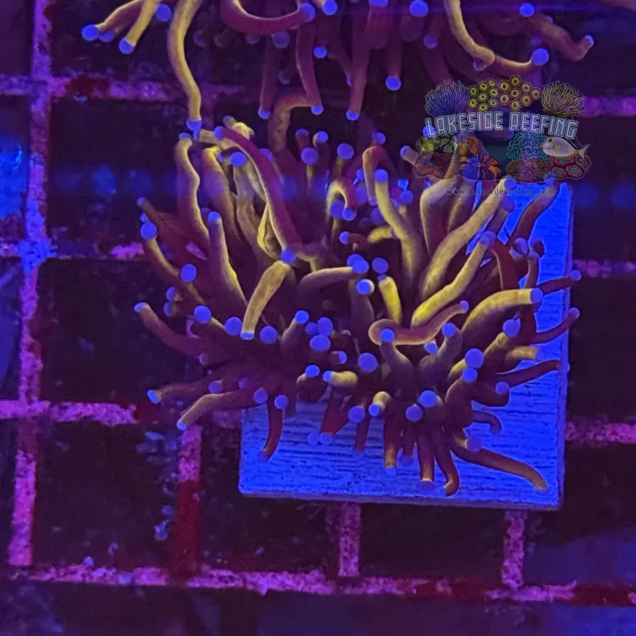 Ultra Gold Torch Coral R4B1
