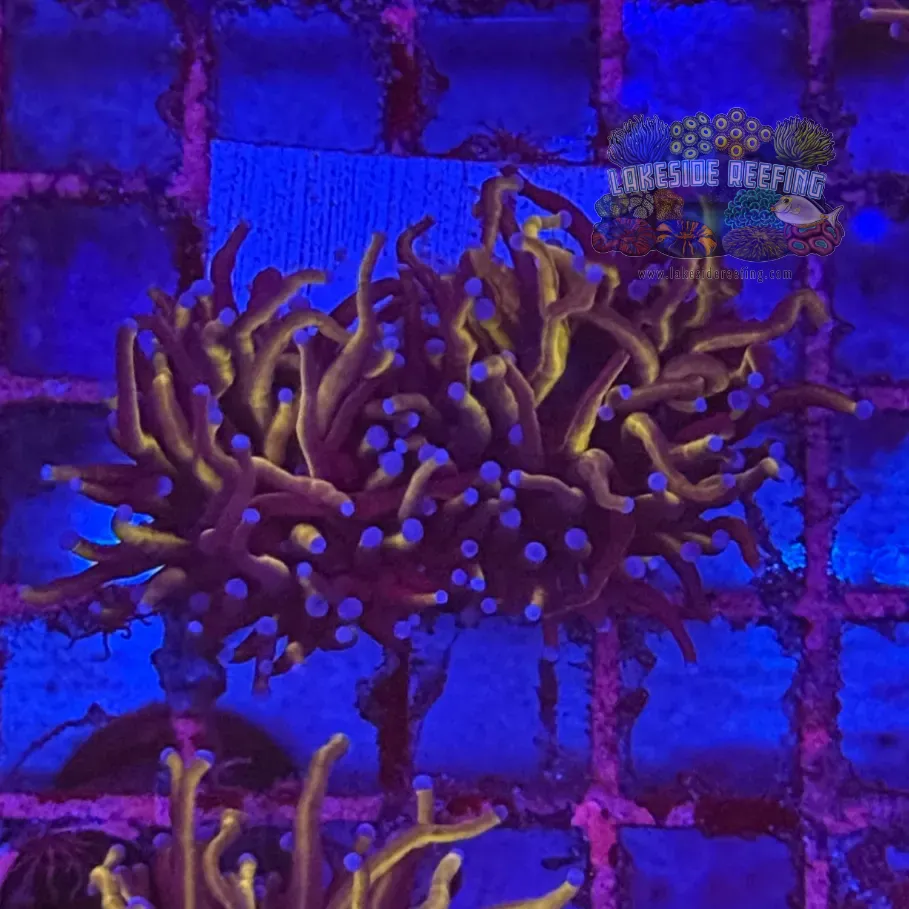 Ultra Gold Torch Coral R4B3