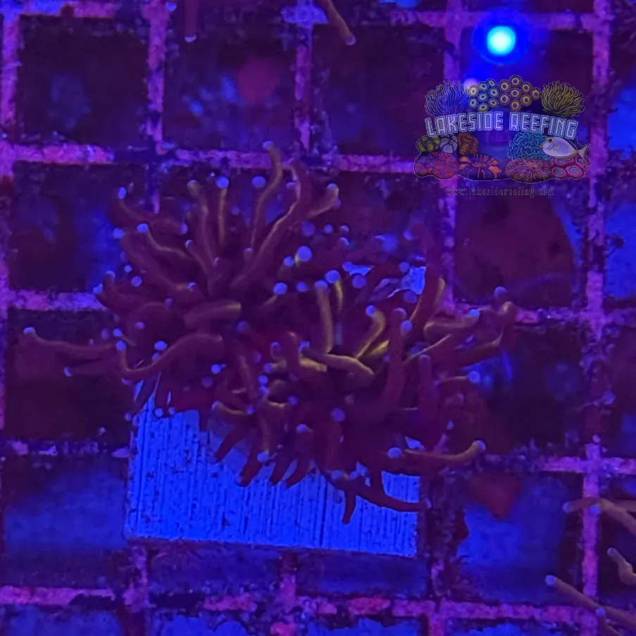 Ultra Gold Torch Coral R4B4