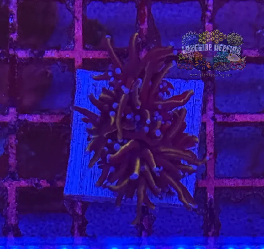 Ultra Gold Torch Coral R4B7