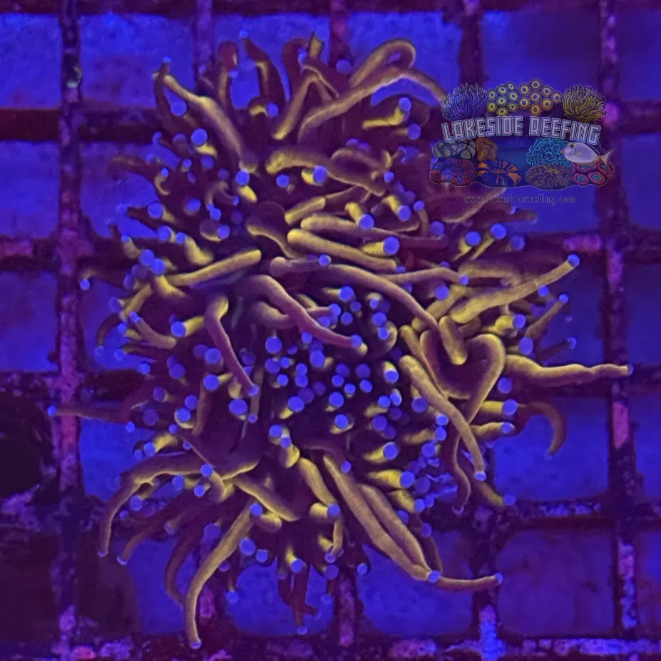 Ultra Gold Torch Coral R4B8