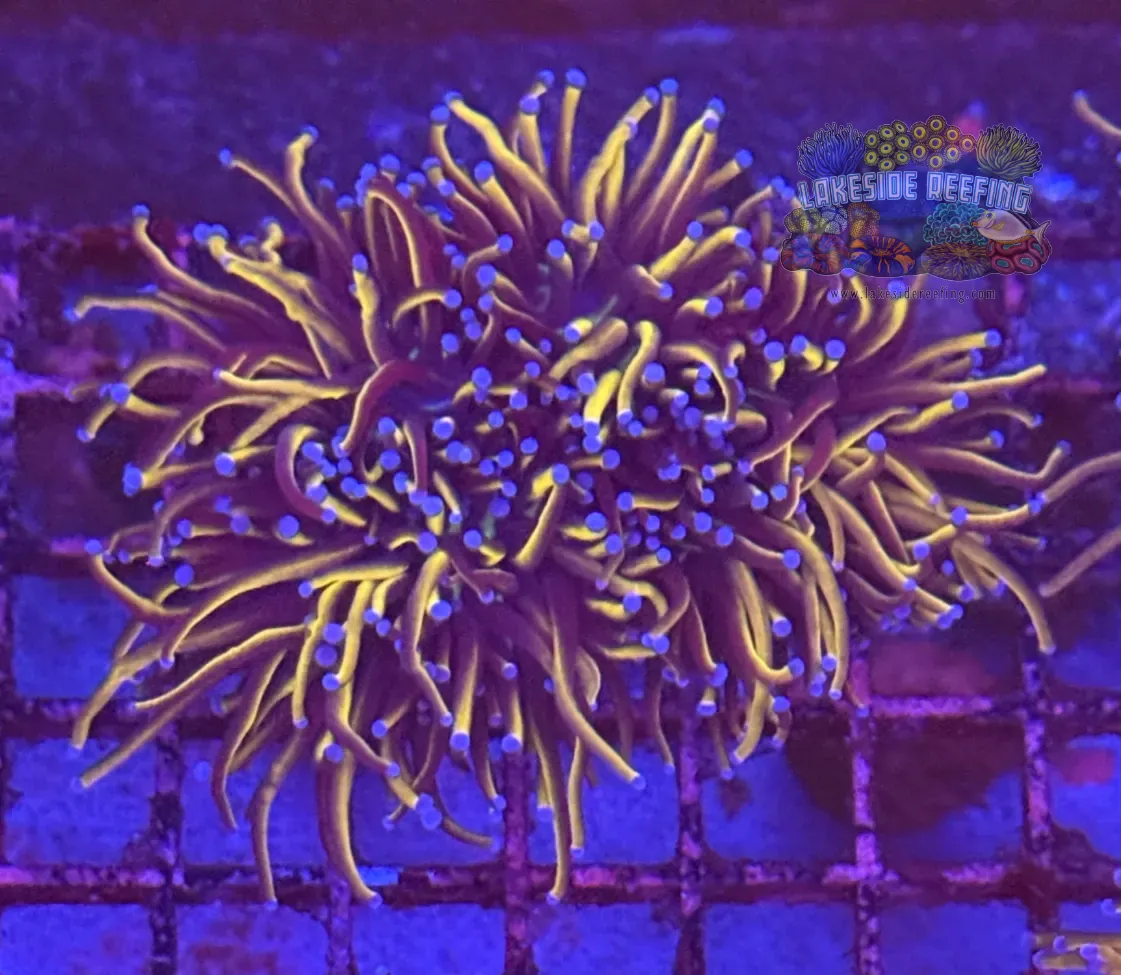 Ultra Gold Torch Coral R4B9