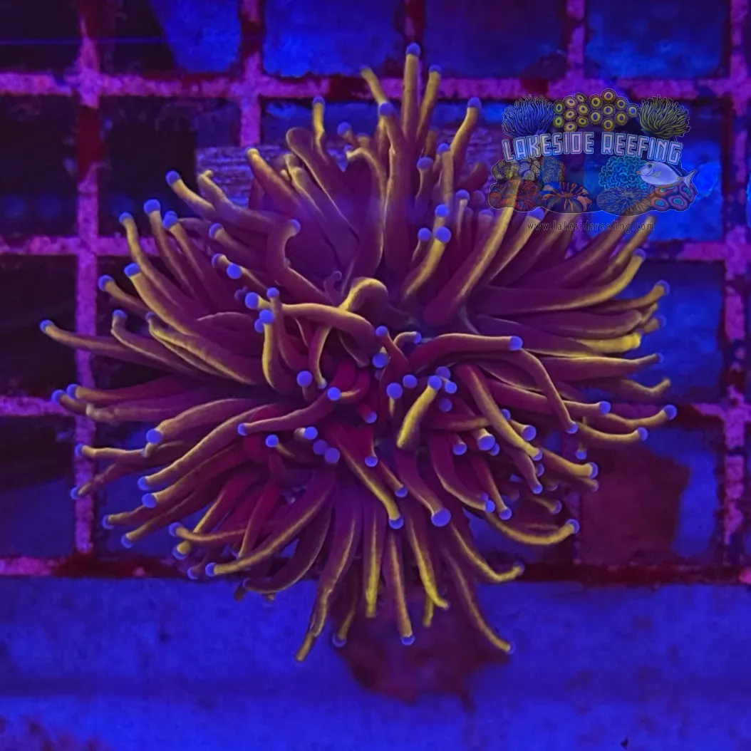 Ultra Gold Torch Coral R4C1