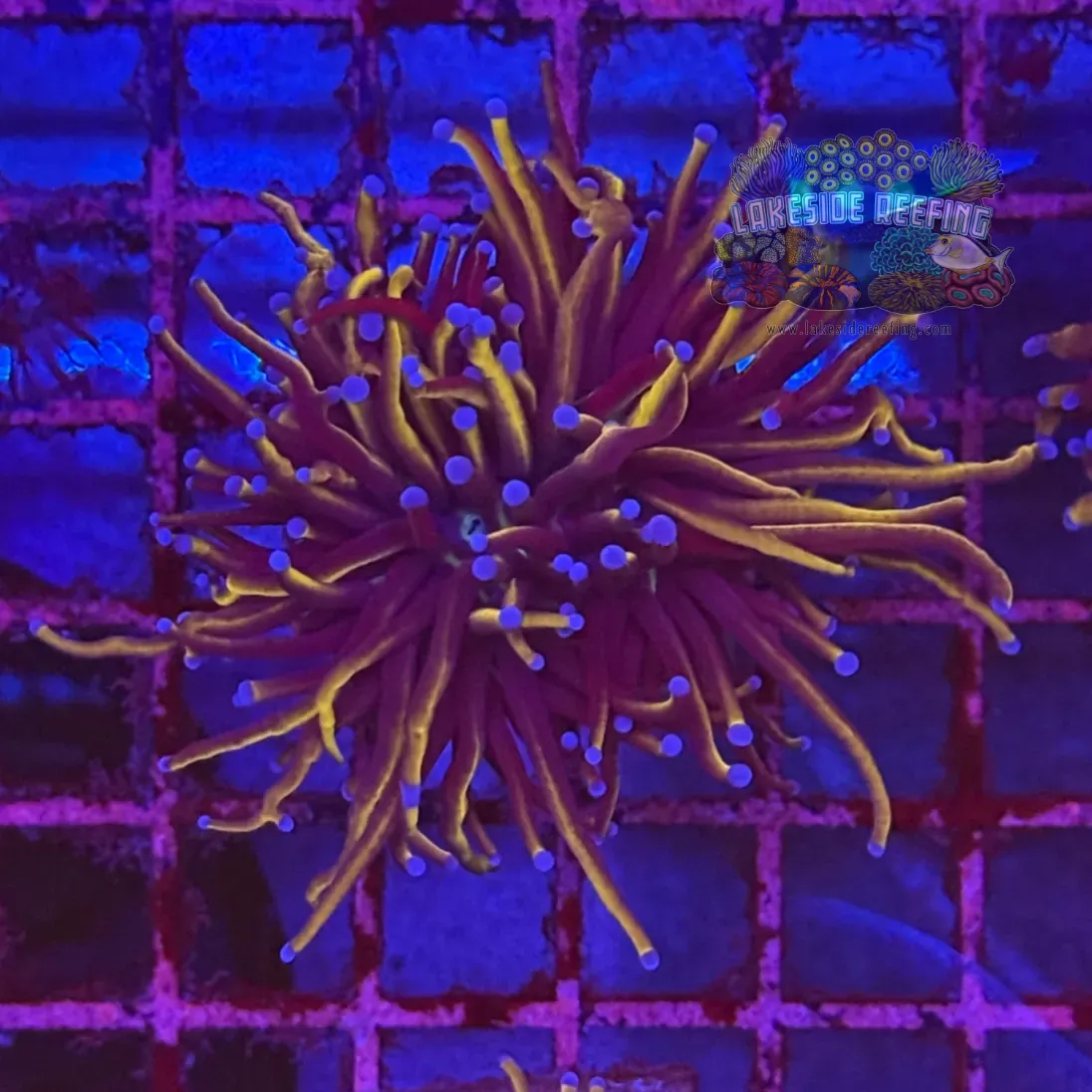 Ultra Gold Torch Coral R4C2