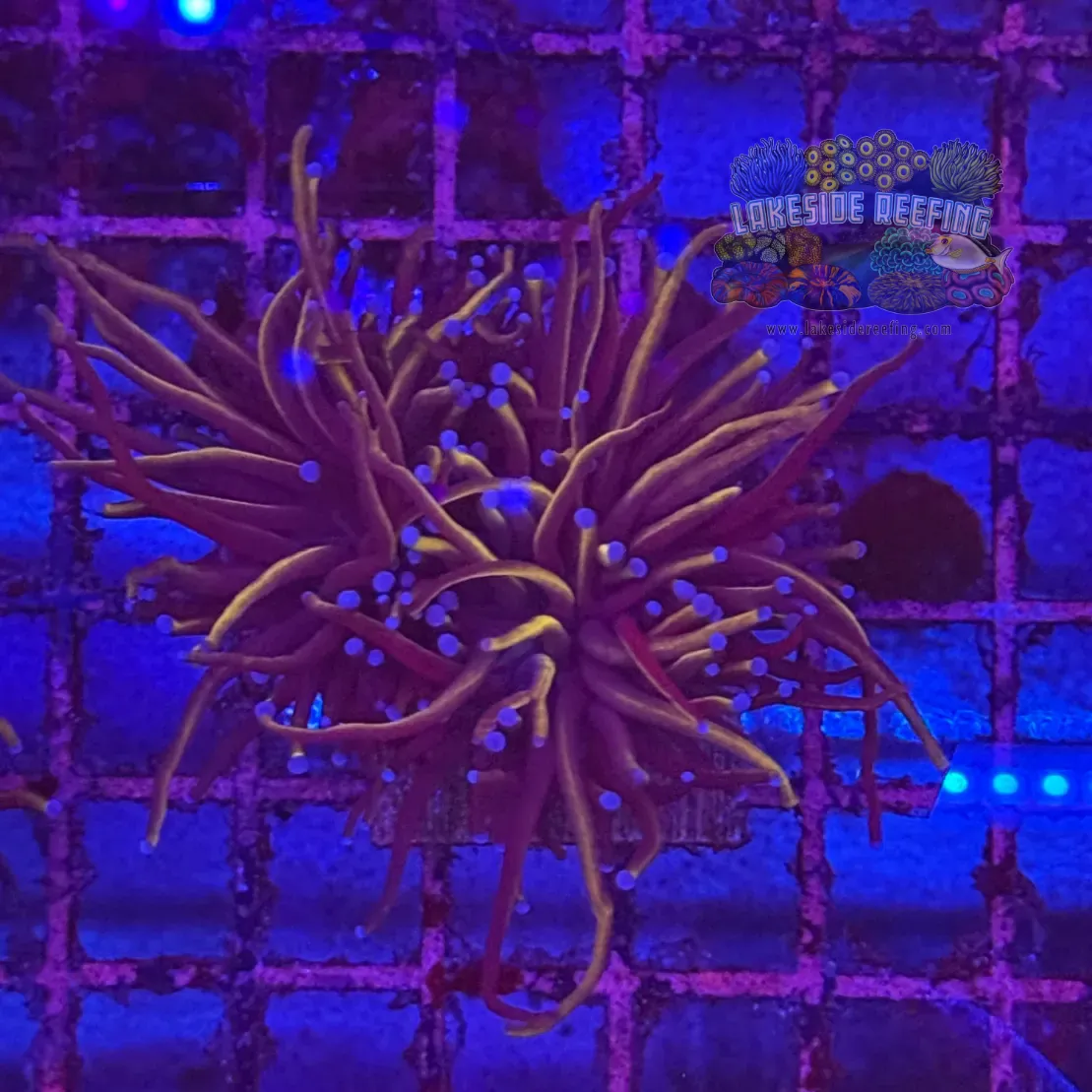 Ultra Gold Torch Coral R4C3