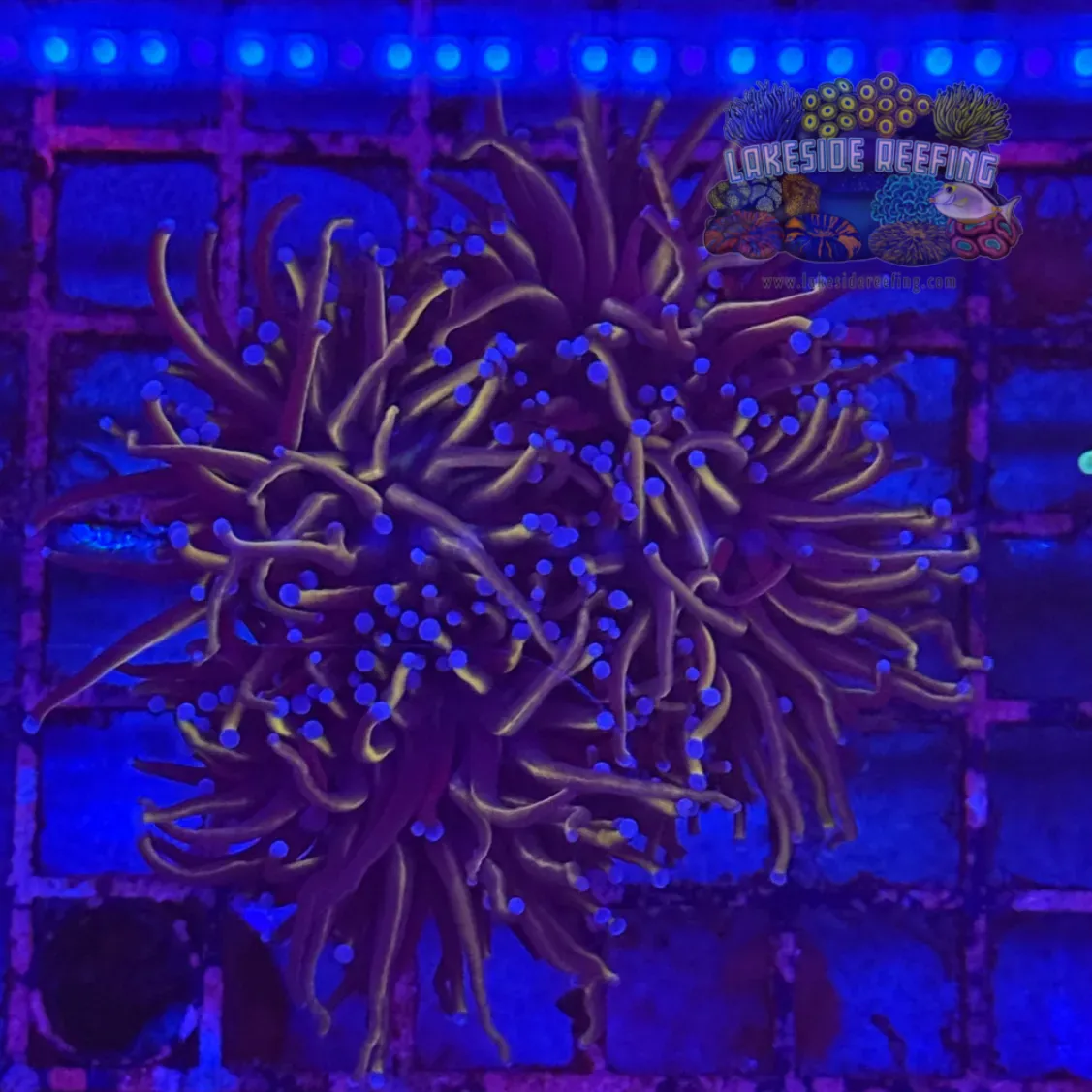 Ultra Gold Torch Coral R4C5