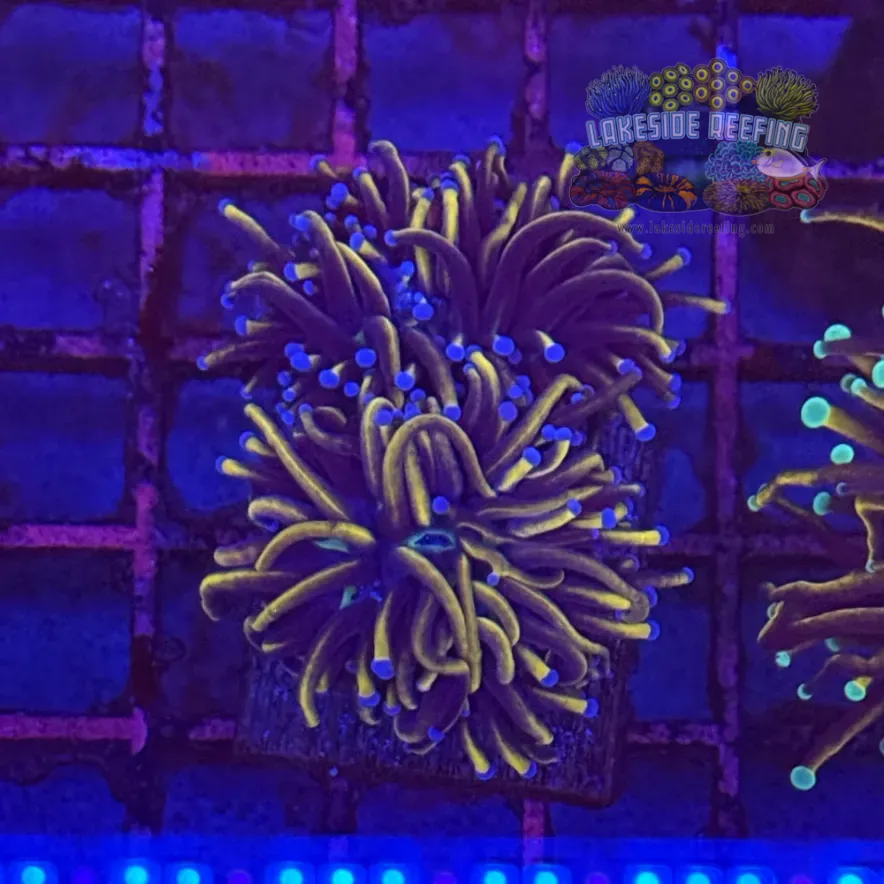 Ultra Gold Torch Coral R4C6