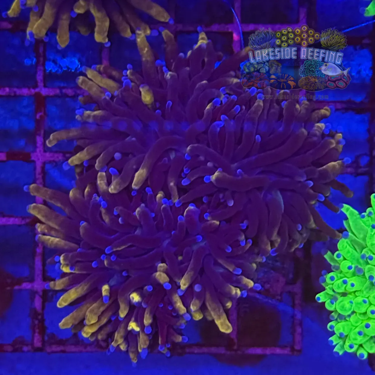 Ultra Gold Torch Coral R4D1