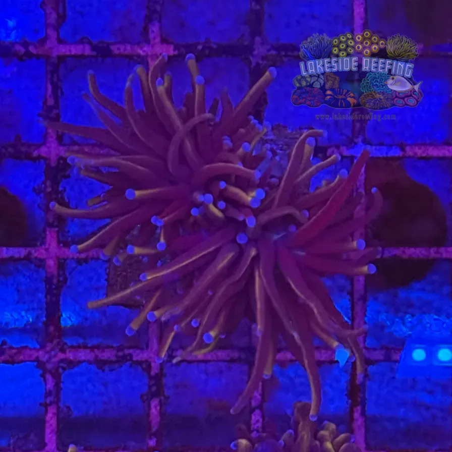 Ultra Gold Torch Coral R4D3