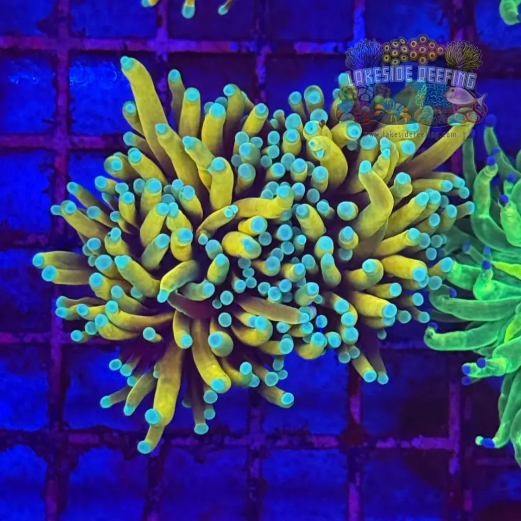 Ultra Gold Torch Coral R4D4