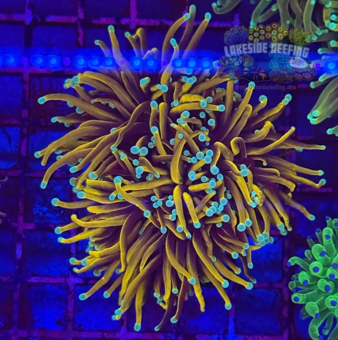 Ultra Gold Torch Coral R4D5