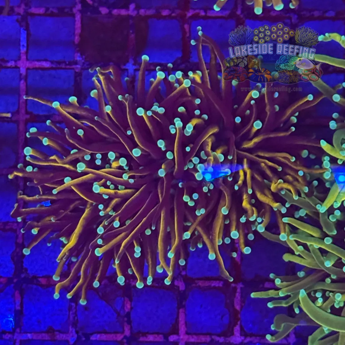 Ultra Gold Jester Torch Coral R4D6