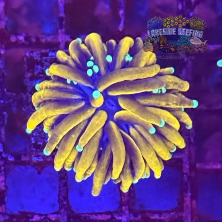 Ultra Gold Jester Torch Coral R4D8