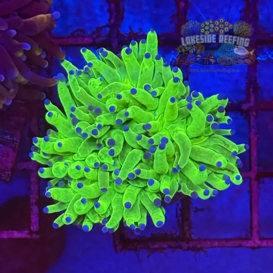 Indo OG Holy Grail Torch Coral R5A1