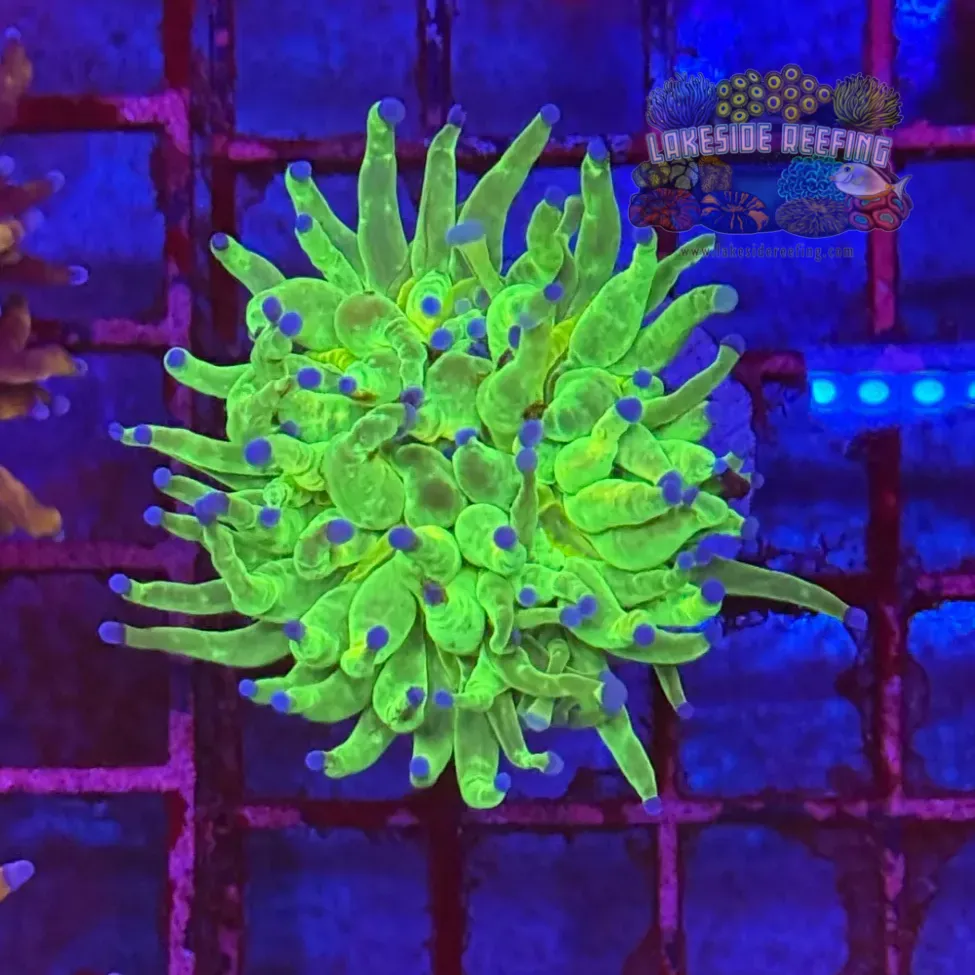 Indo OG Holy Grail Torch Coral R5A2