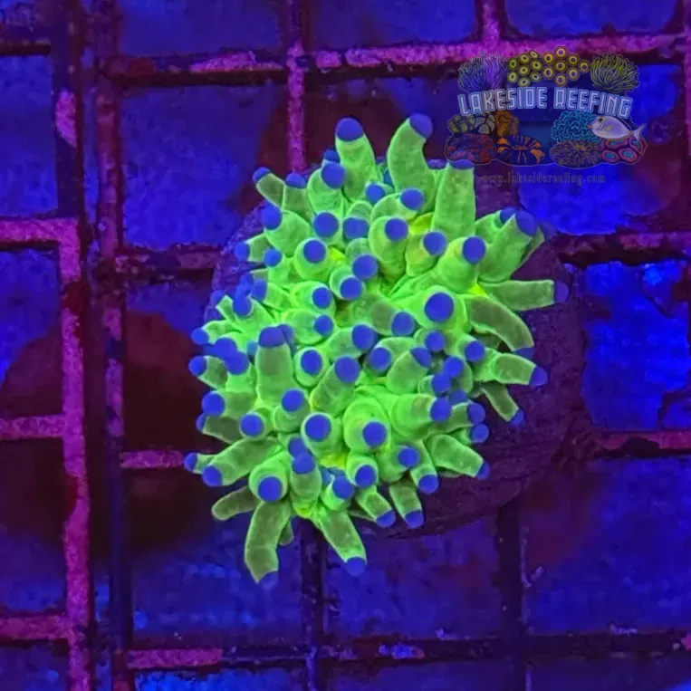 Indo OG Holy Grail Torch Coral R5A3