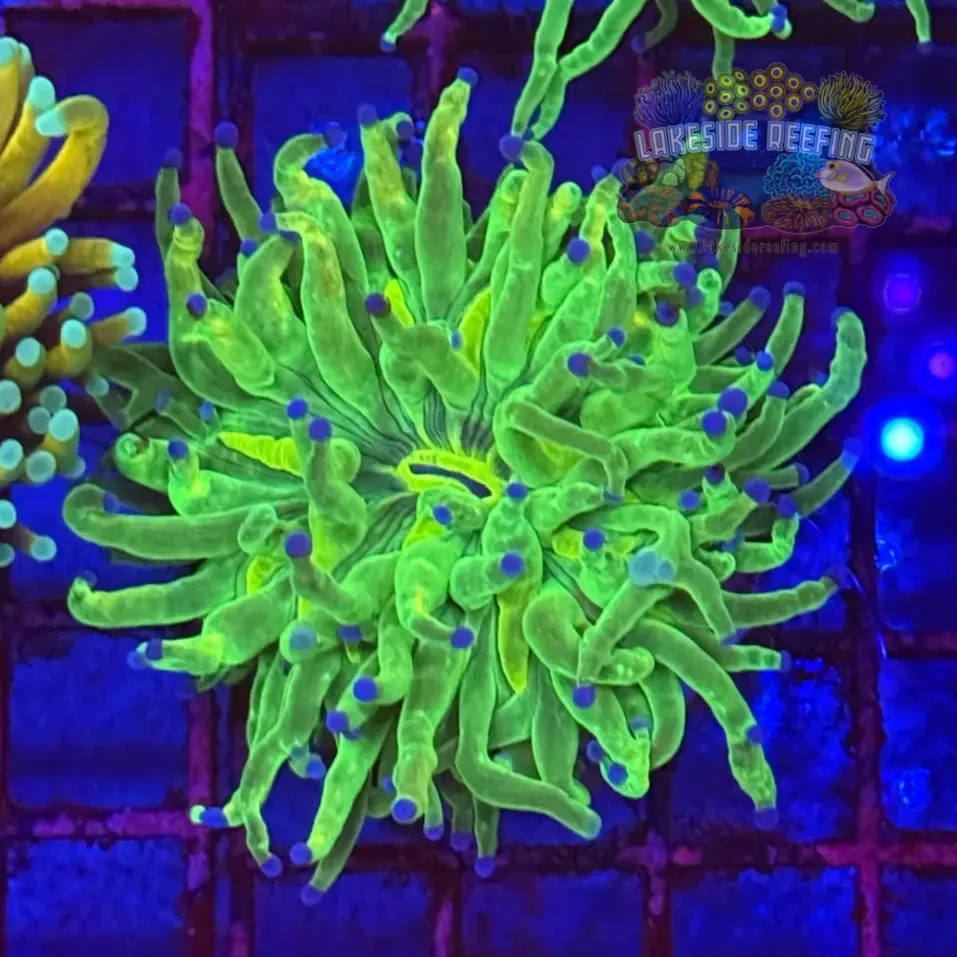 Indo OG Holy Grail Torch Coral R5A4