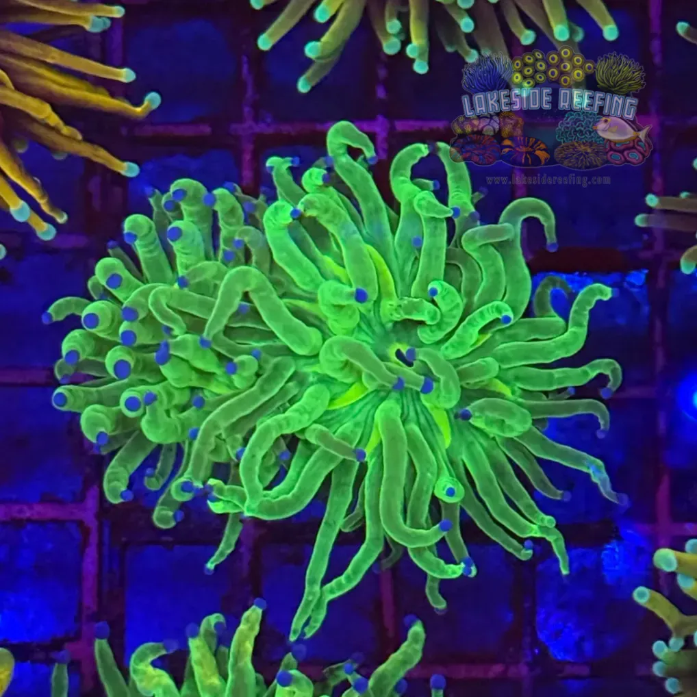 Indo OG Holy Grail Torch Coral R5A5