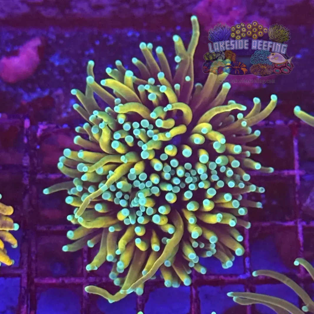 Dragon Soul Torch Coral R5A9