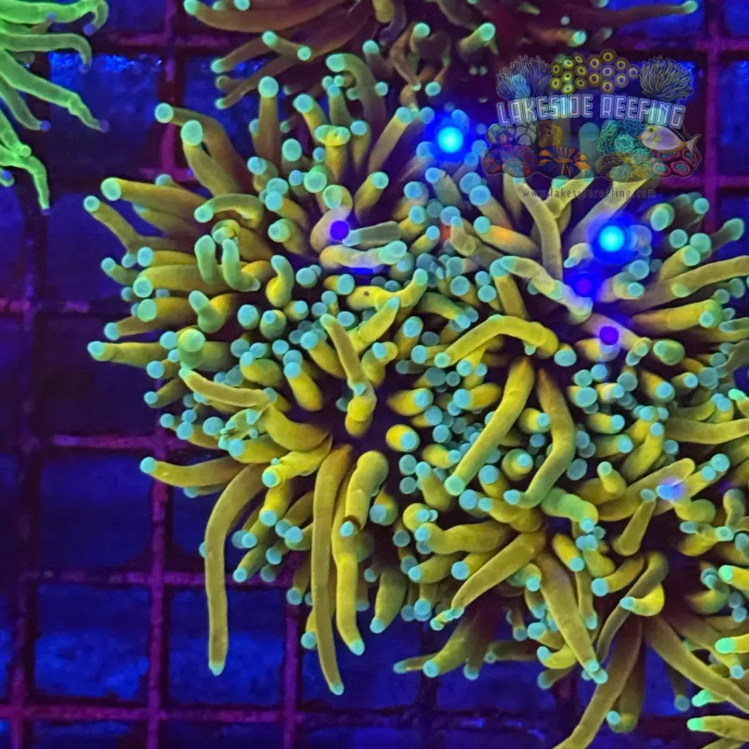 Freezerburn Torch Coral R5B3