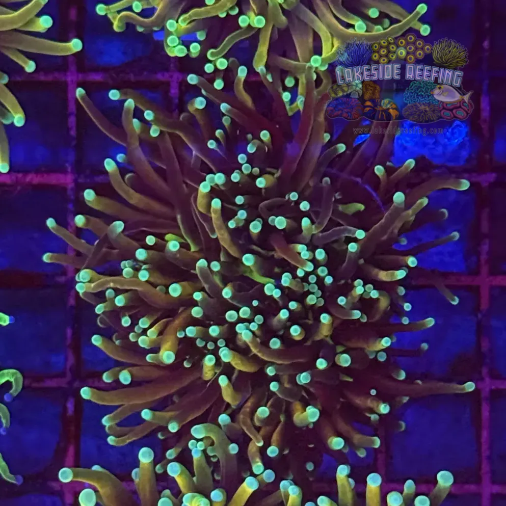 Hellfire Torch Coral R5B4