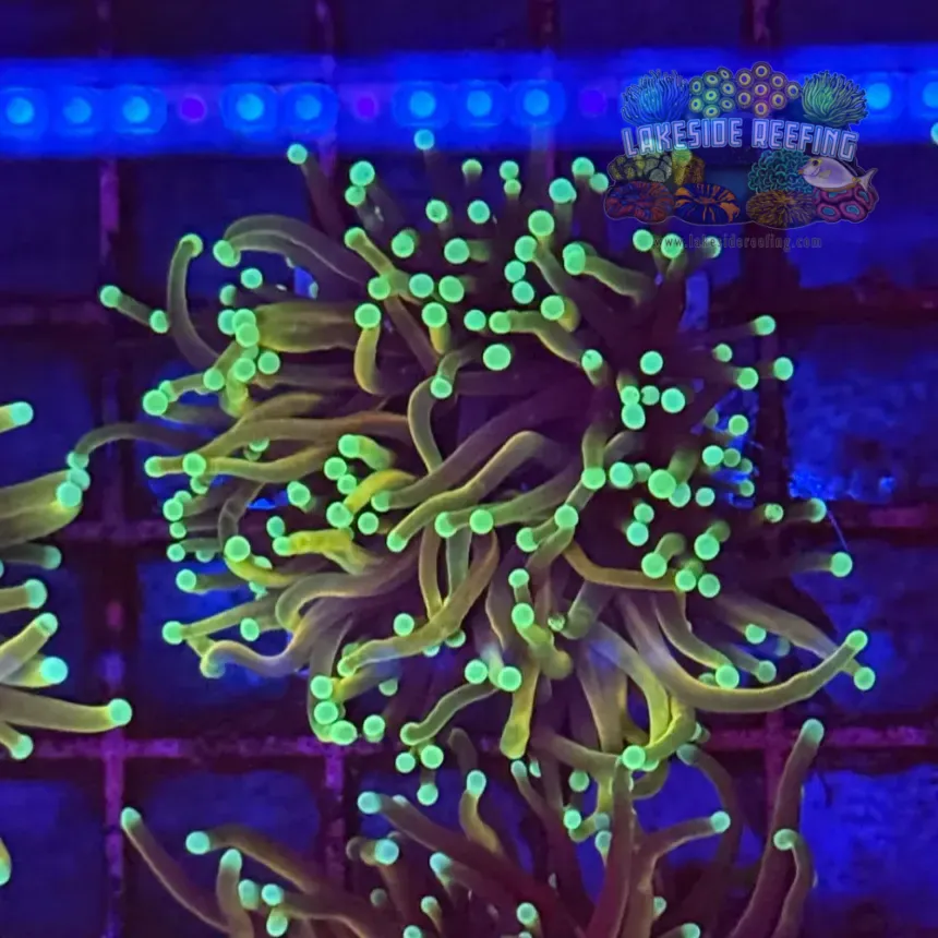 Hellfire Torch Coral R5B5