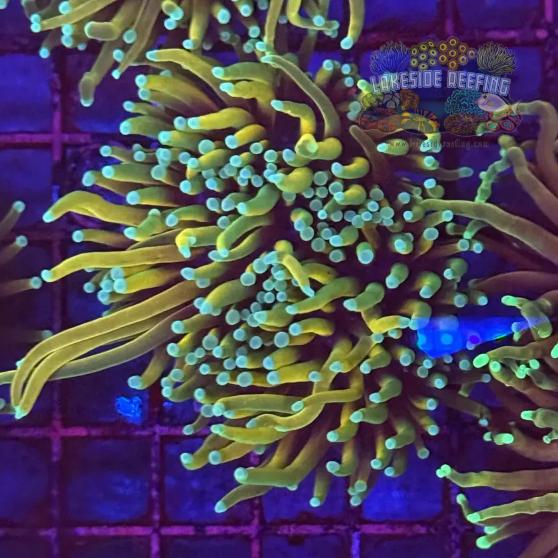 Dragon Soul Torch Coral R5B6