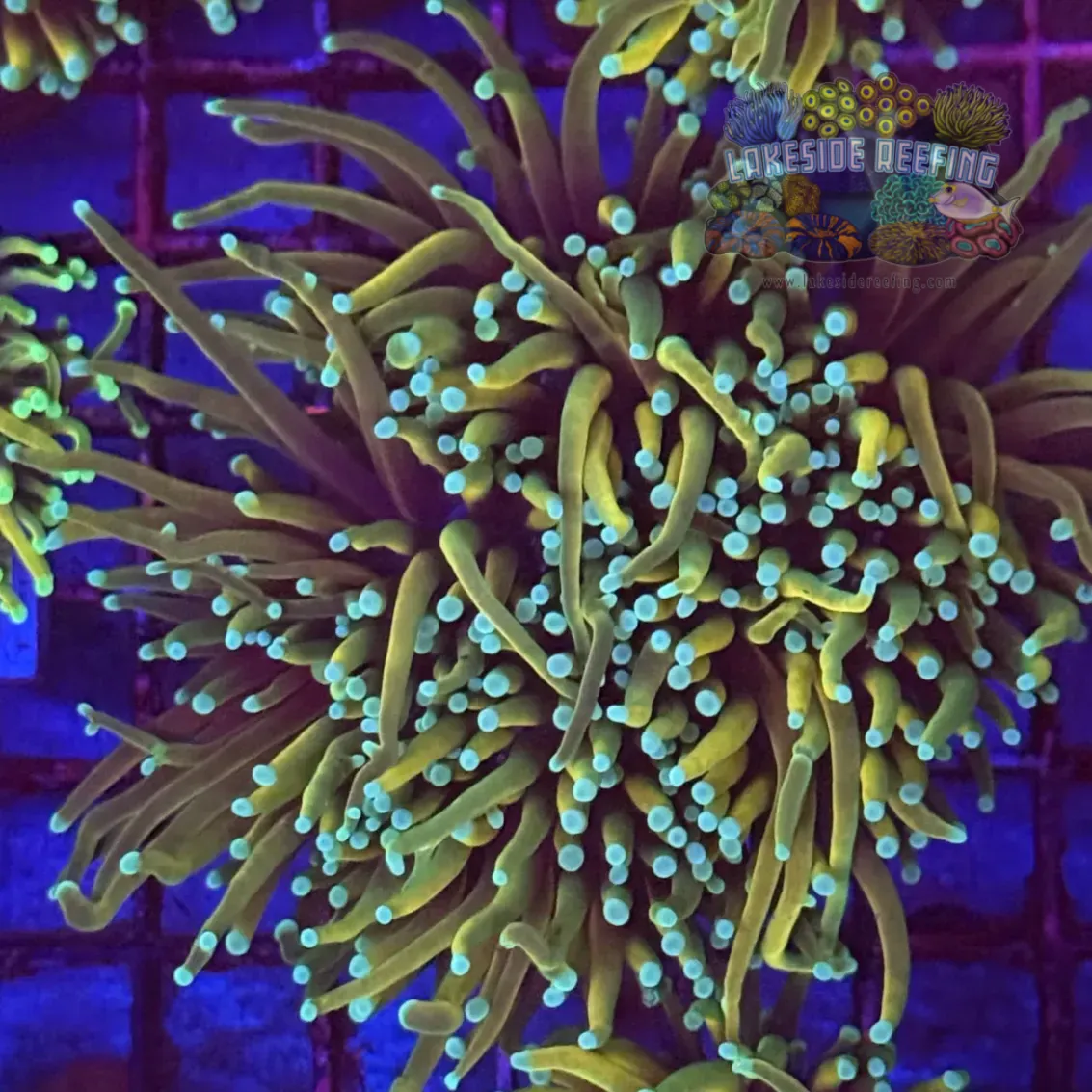 Dragon Soul Torch Coral R5B7