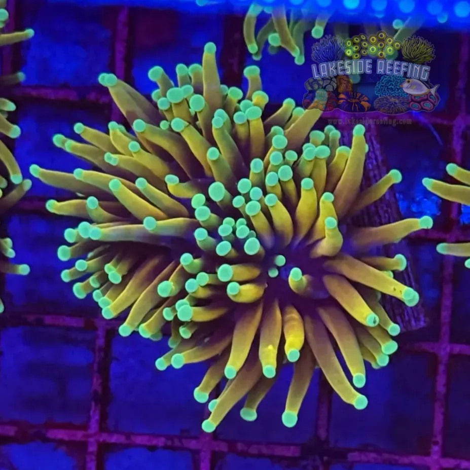 Hellfire Torch Coral R5C1