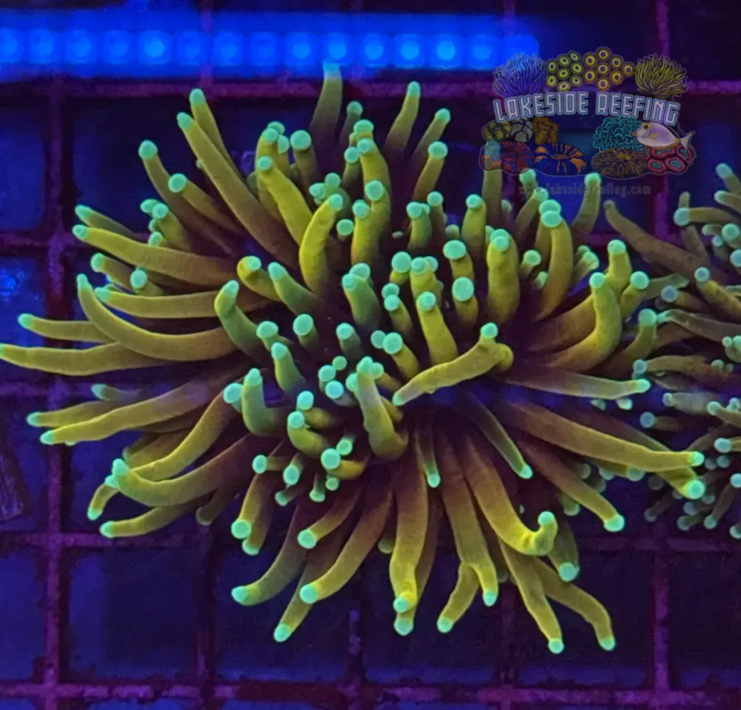 Hellfire Torch Coral R5D1