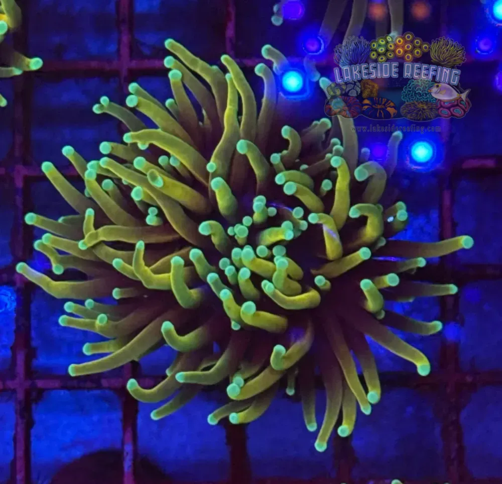 Hellfire Torch Coral R5D3