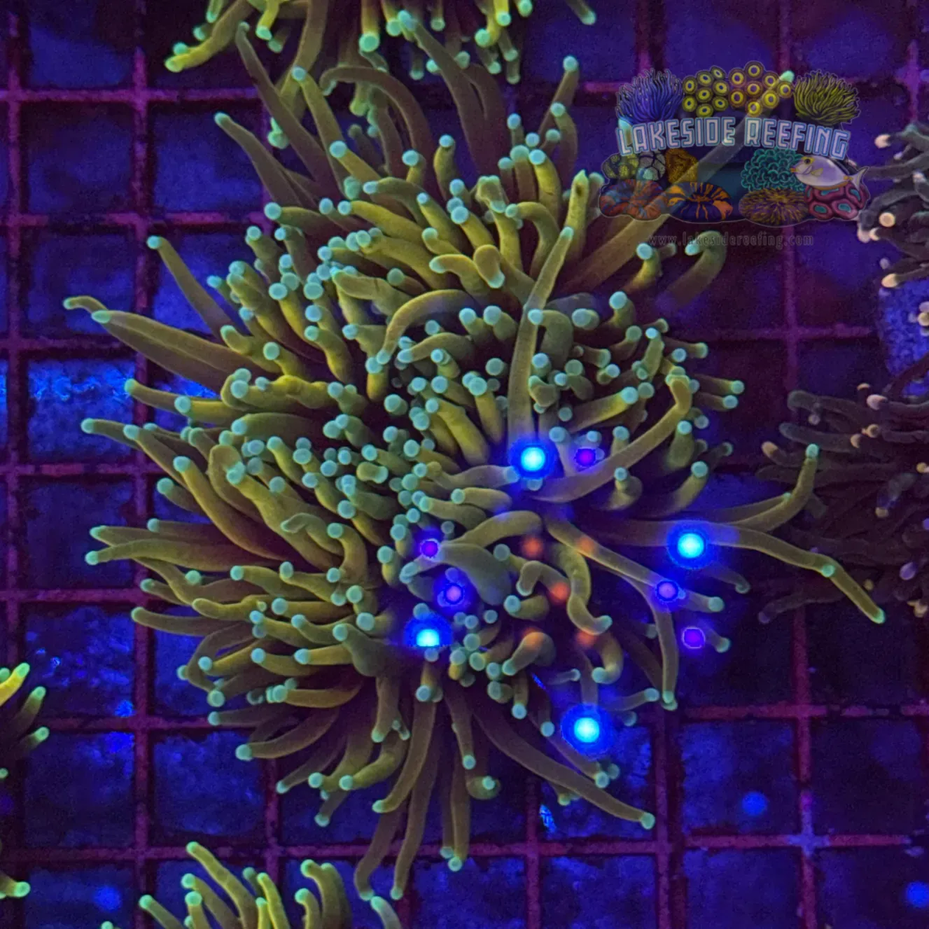 Dragon Soul Torch Coral R5D4