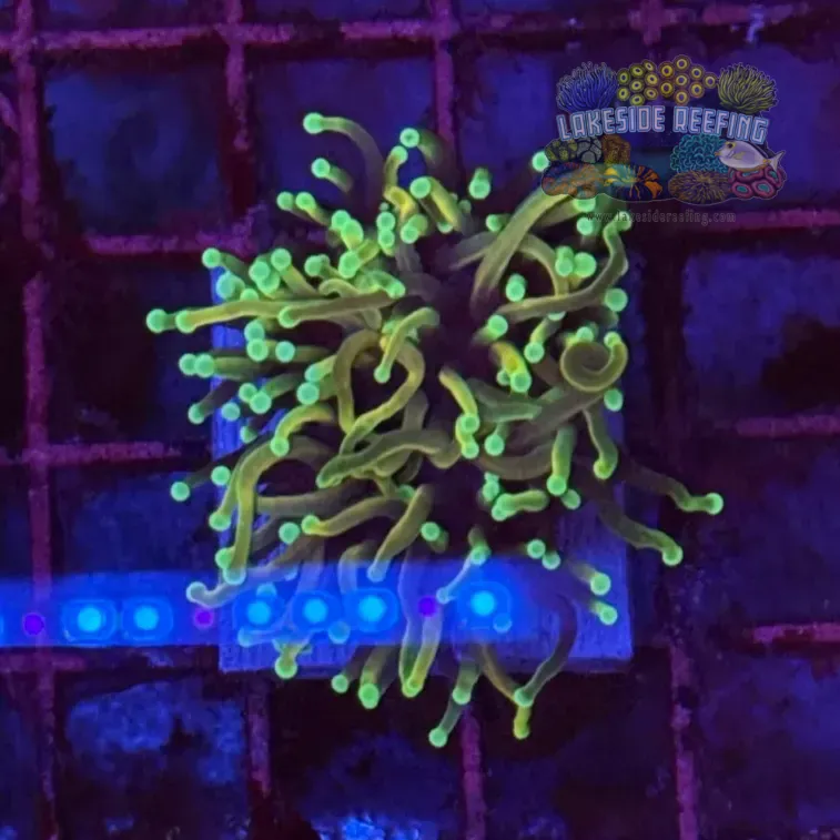 Hellfire Torch Coral R5D6