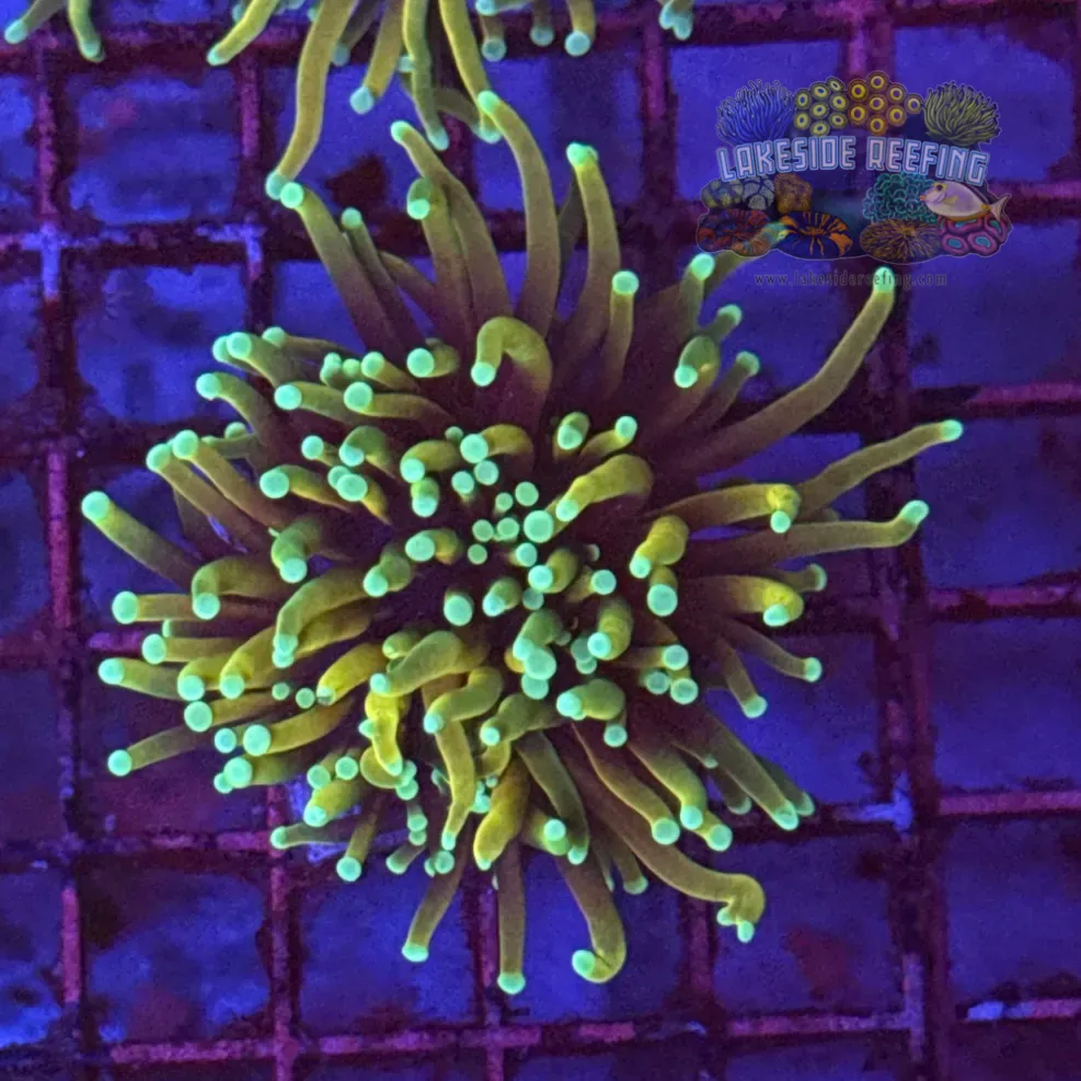 Hellfire Torch Coral R5D7