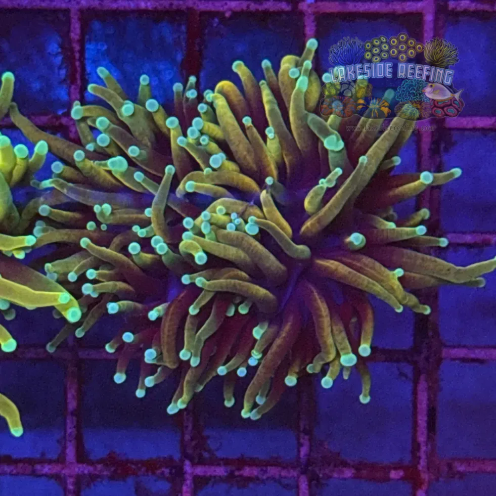 Hellfire Torch Coral R5E1