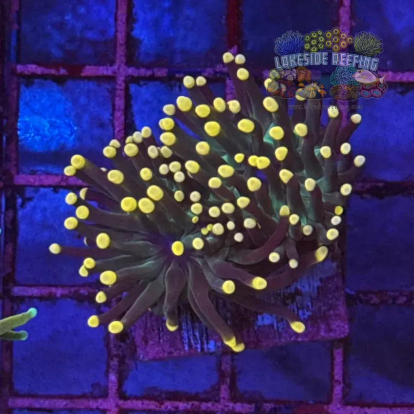 Deep Green Torch Coral R6A1