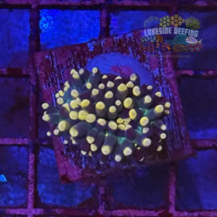 Deep Green Torch Coral R6A2